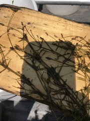 Potamogeton