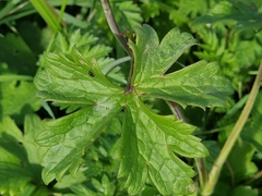 Ranunculus macrophyllus