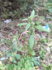 Chaiturus marrubiastrum