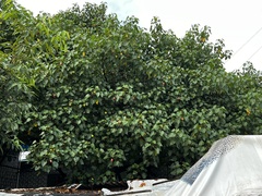 Azanza lampas