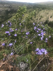 Psoralea