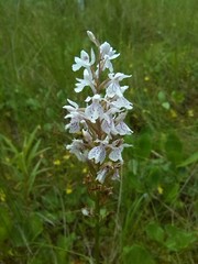 Dactylorhiza maculata elodes