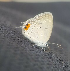 Everes lacturnus