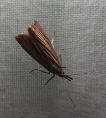 Chrysoteuchia culmella
