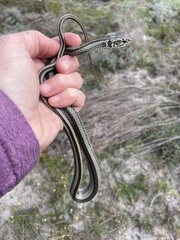 Psammophis crucifer