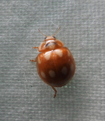 Calvia decemguttata