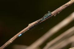 Austroagrion watsoni