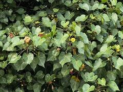 Azanza lampas