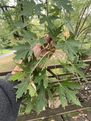 Acer saccharinum