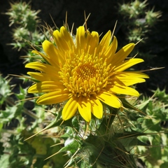Berkheya spinosissima