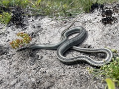 Psammophis crucifer
