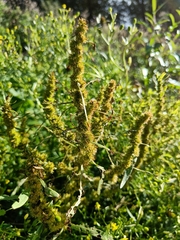 Rumex maritimus