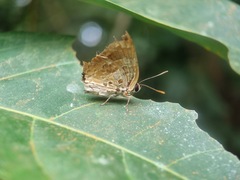 Bindahara phocides