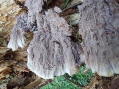 Thelephora terrestris