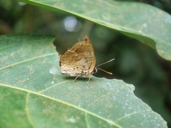 Bindahara phocides