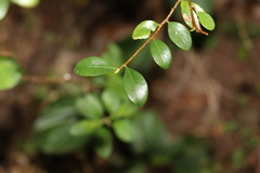 Erythroxylum