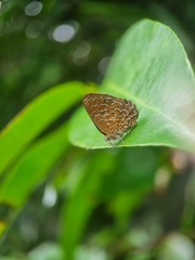 Poritia sumatrae