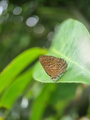Poritia sumatrae