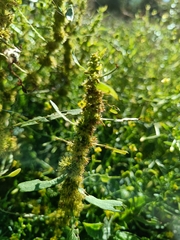 Rumex maritimus