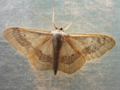 Idaea
