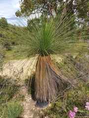 Xanthorrhoea acanthostachya