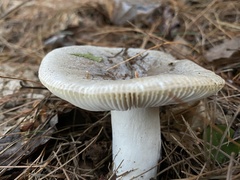 Heterophyllidia