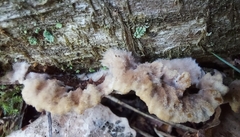 Thelephora terrestris