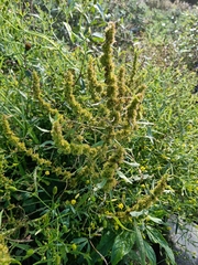 Rumex maritimus