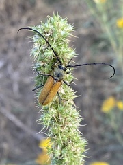 Crossidius suturalis