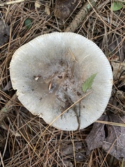 Heterophyllidia