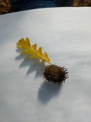 Quercus cerris