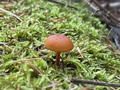 Gymnopilus picreus