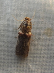 Trachonitis cristella