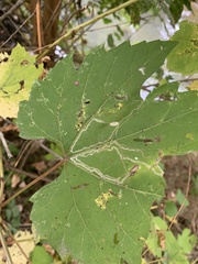 Phyllocnistis vitifoliella