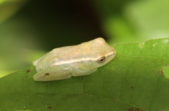 Hyperolius igbettensis