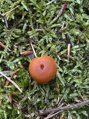 Gymnopilus picreus