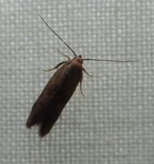 Hypatopa inunctella