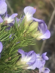 Psoralea