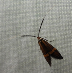 Nemophora