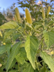 Capsicum frutescens