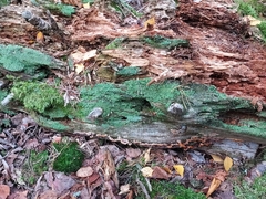 Thelephora terrestris