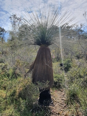 Xanthorrhoea acanthostachya