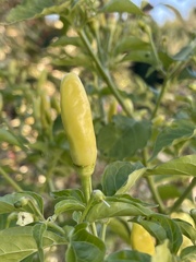 Capsicum frutescens