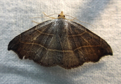 Laspeyria flexula