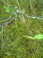 Dactylorhiza maculata elodes