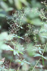 Galium sylvaticum