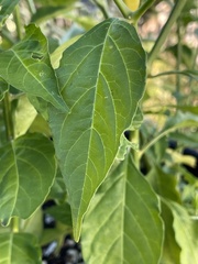 Capsicum frutescens
