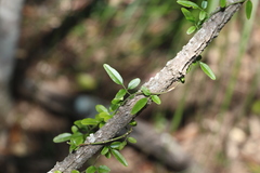 Jasminum didymum racemosum