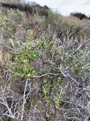 Chiliotrichum diffusum