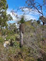 Xanthorrhoea acanthostachya